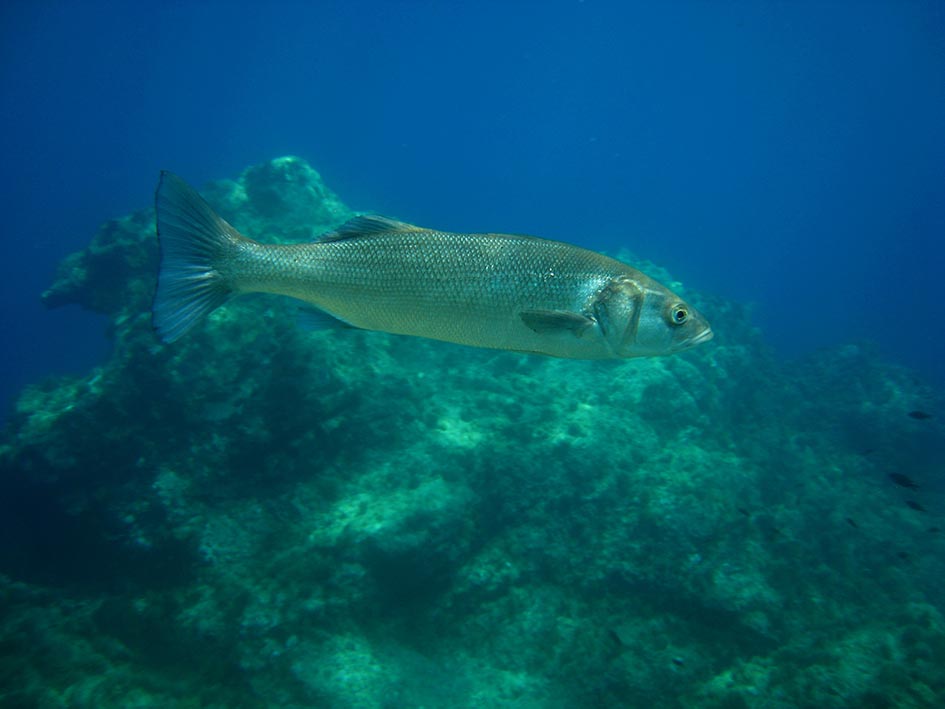 Pêche Sous-Marine pour toutes et tous à Laval